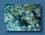 Helengeli 245